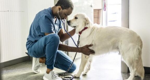 Vétérinaires : une étude sur la santé au travail des praticiens