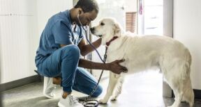 Vétérinaires : une étude sur la santé au travail des praticiens
