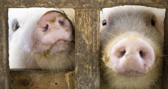 Élevage porcin : un accord France-Japon en cas de peste porcine africaine