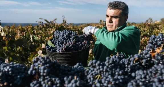 Viticulture : plus que quelques semaines pour la déclaration de récolte !