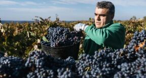 Viticulture : plus que quelques semaines pour la déclaration de récolte !