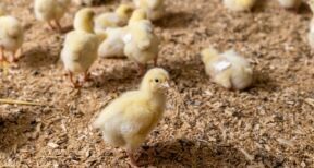 Aviculture : aide aux éleveurs impactés par la grippe aviaire