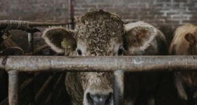 Élevage bovin : abattage sélectif en cas de tuberculose bovine