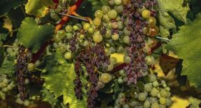 Viticulture : un plan national de sortie de crise
