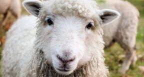 Élevages ovins et caprins : revalorisation du montant des aides 2025