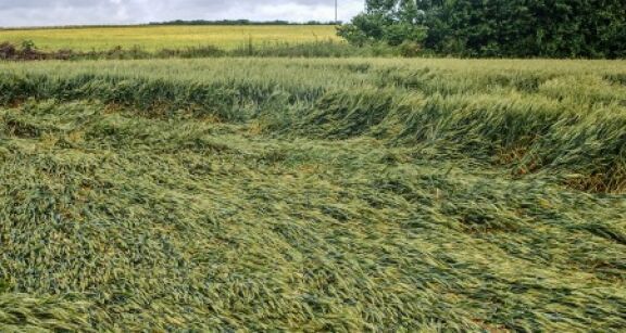 Pertes de récolte : baisse du taux d’indemnisation pour les exploitants non assurés