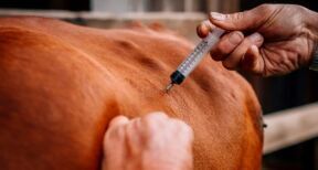 Élevage bovin : renforcement de la lutte contre la dermatose nodulaire