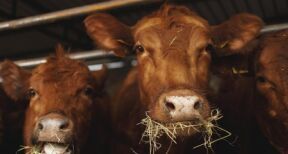Elevage bovin : revalorisation des montants de l’aide 2025