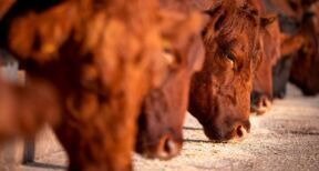 Elevages bovins, porcins et de volailles : allègement de la procédure d’installation des bâtiments