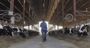 L’indemnisation de l’exploitant agricole pour des travaux de mise aux normes