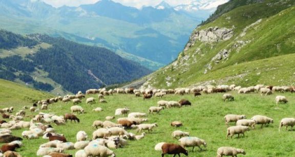 Micro-BA : exclusion des indemnités compensatoires de handicap naturel