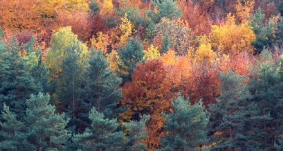 Les ventes de parcelles de for&#x00ea;ts fran&#x00e7;aises se portent bien