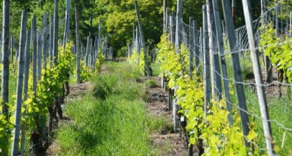 Crédit d’impôt en faveur de l’agriculture biologique