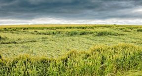 Assurance récolte des agriculteurs : pas de baisse du seuil de déclenchement !