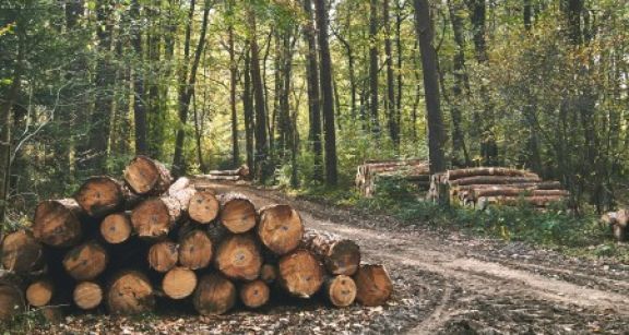 Parcelles de forêts : un marché au beau fixe
