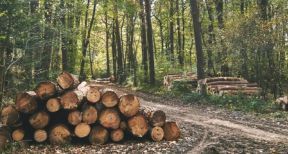 Parcelles de forêts : un marché au beau fixe