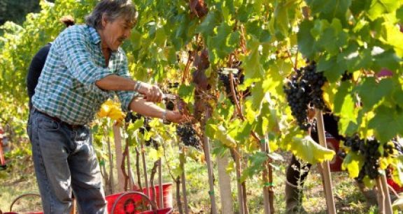 Employeurs agricoles&#x00a0;: pas de travail dissimul&#x00e9;, pas de cotisations &#x00e0; payer&#x00a0;!