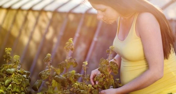 Vers des indemnités journalières pour les exploitantes agricoles en congé de maternité