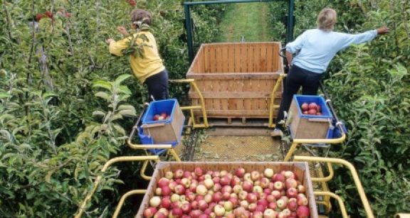 Le contrat de travail saisonnier agricole requiert une durée minimale !