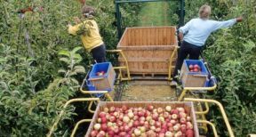 Le contrat de travail saisonnier agricole requiert une durée minimale !