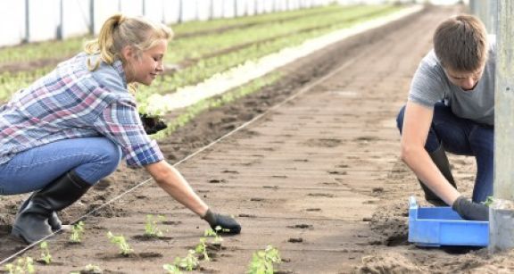Saisonniers agricoles : l’exonération de cotisations maintenue pendant 2 ans