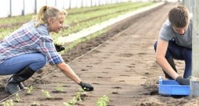 Saisonniers agricoles : l’exonération de cotisations maintenue pendant 2 ans