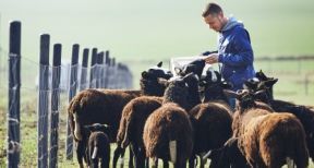 Exploitants agricoles : la prime d’activité revalorisée