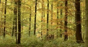 Investissements dans les forêts : un marché en pleine forme !