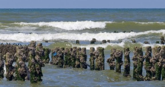 Les activités conchylicoles et les cultures marines sous protection !