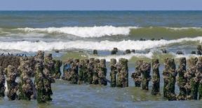 Les activités conchylicoles et les cultures marines sous protection !