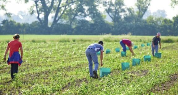 Combien y a-t-il d’associations agricoles employeuses ?