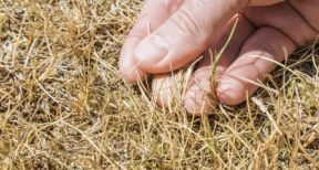 Conditions de l’indemnisation des pertes de fourrage dues à la sécheresse 2018