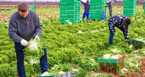 Attention à la requalification des CDD saisonniers !