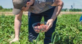 Travailleurs occasionnels : quelle exonération de cotisations sociales ?