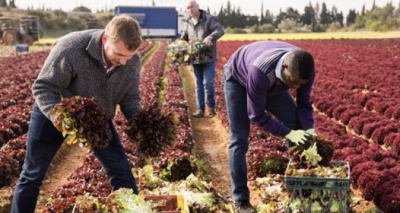 Covid-19 : des conseils de sécurité pour les employeurs agricoles