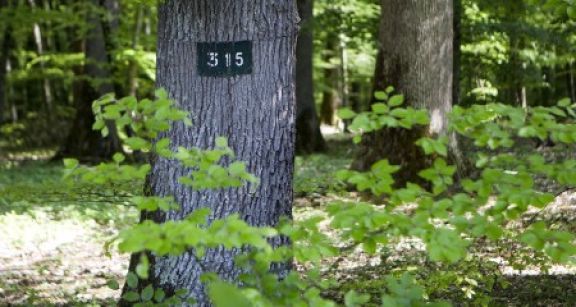 Le marché des forêts reste dynamique