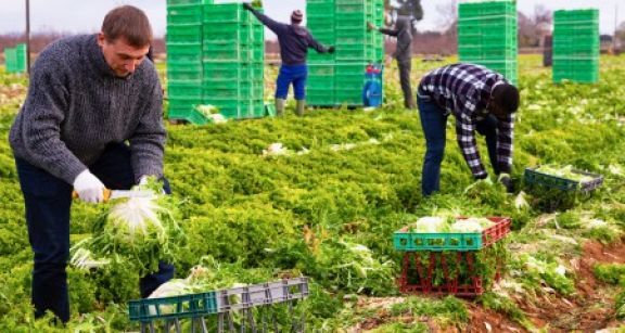 Travailleurs agricoles étrangers : un retour en France sous conditions