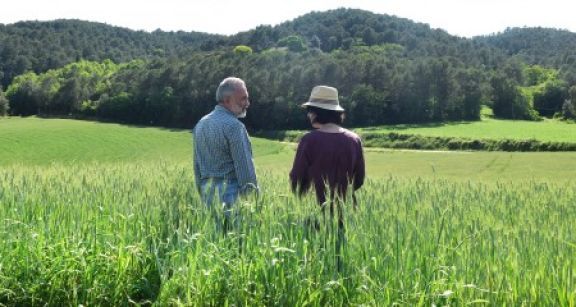 Décès d’un exploitant agricole et option pour une assiette forfaitaire de cotisations