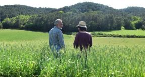 Décès d’un exploitant agricole et option pour une assiette forfaitaire de cotisations