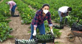 Une « aide prévention Covid » pour le secteur agricole