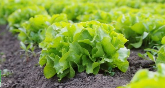 Quand un bail rural prévoit que les terres seront cultivées selon des méthodes agrobiologiques