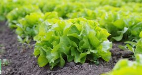 Quand un bail rural prévoit que les terres seront cultivées selon des méthodes agrobiologiques