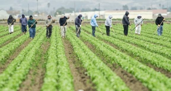 Travailleurs occasionnels agricoles : 2 ans de sursis pour l’exonération spécifique !