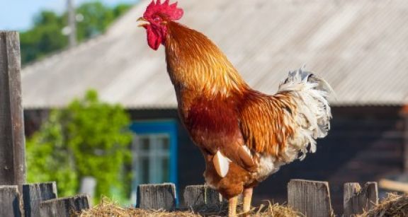 Les bruits et les odeurs de la campagne sont protégés !