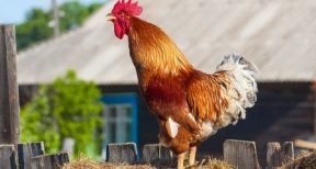 Les bruits et les odeurs de la campagne sont protégés !