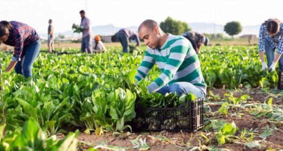 Travailleurs agricoles occasionnels : renonciation à l’exonération de cotisations d’ici fin mars