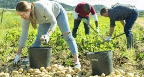 Une convention collective nationale pour la production agricole et les Cuma