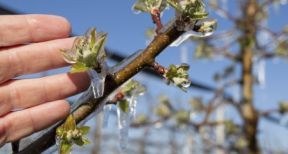 Prise en charge des cotisations sociales des agriculteurs victimes du gel