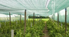 Les agriculteurs encouragés à se protéger contre les aléas climatiques