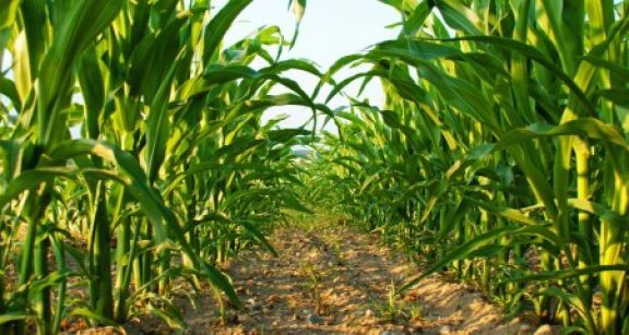 Agriculture biologique : du nouveau pour le crédit d’impôt !